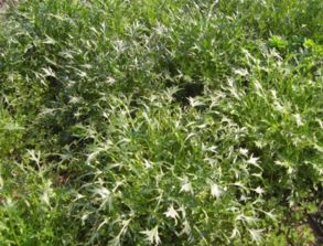 蓬蒿的读音蓬蒿的读音是什么