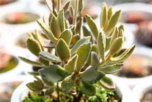 osmanthus桂花，osmanthus fragrans