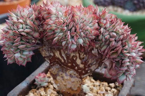 辍的意思，点缀的意思