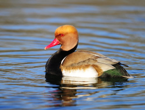 北京鸭好吃还是番鸭好吃