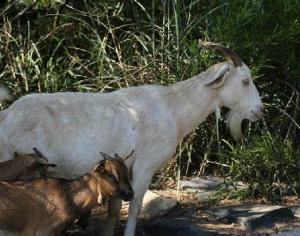 宰羊时发现羊有胎,羊胎能吃吗?