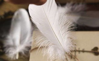 千里送鹅毛的下一句