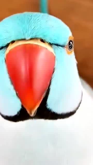 鹦鹉拼音怎么写，鹦拼音