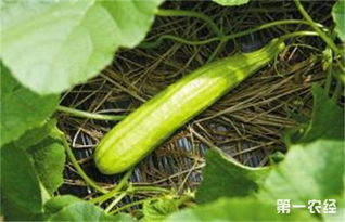 白瓜的种植方法和时间