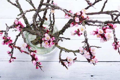 形容梅花的成语有哪些