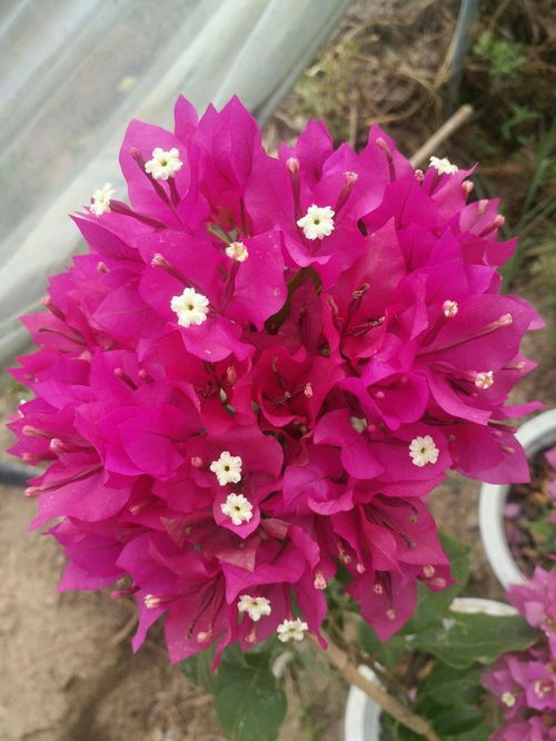 花被是花的哪个部分，花被由什么组成