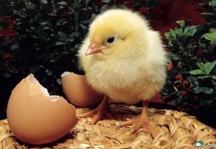 形容公鸡的叫声怎么写，鸡的叫声怎么写英语