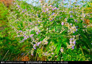 满山荆花满山香,招得蜂来蝶往.的意思是什么?