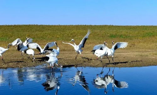 扎龙自然保护区放鹤的时间，扎龙自然保护区攻略