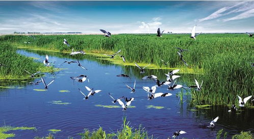 扎龙自然保护区在哪里?扎龙有什么景点