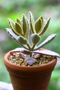 桂花是什么植物