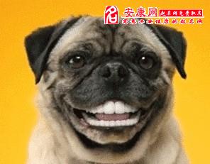 梦见小狗说话的含义