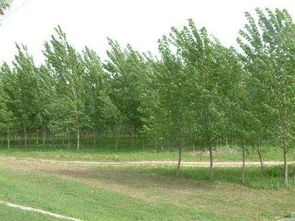 防护林储备林区别在哪