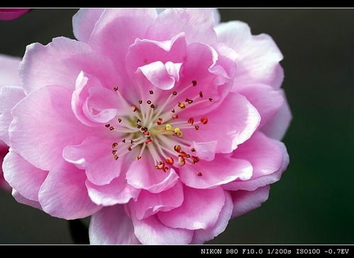 桃红色世界官方官网，桃红官网进口