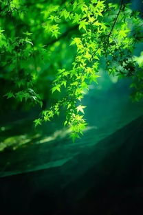 复照青苔上的上一句是什么