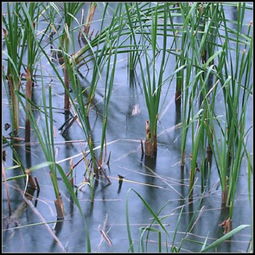 蒲草图片，蒲草花多少钱一斤