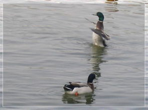 竹外桃花三两枝春江水暖鸭先知下一句，春江水暖鸭先知下一句是啥意思