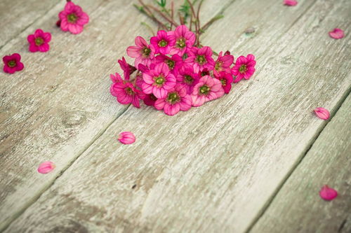 描写花的样子的句子