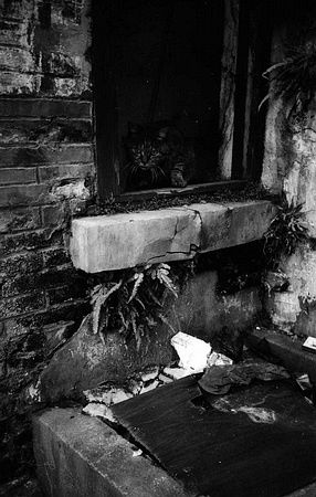 仓惶是什么意思?