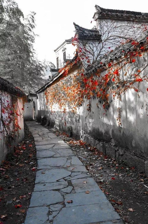 荫什么意思?近义词和反义词是什么?英文翻译是什么?