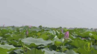 草木香是什么味道，草木香什么意思