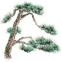 松柏读音是bai还是bo，柏作姓读bo还是bai