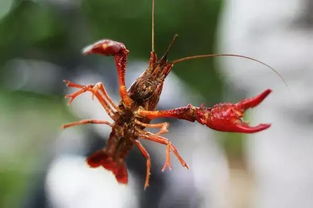 钓龙虾的小技巧你知道吗?钓龙虾需要准备诱饵有哪些?