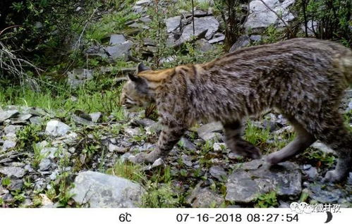 亚洲金猫和猞猁谁厉害，亚洲金猫打得过狼吗