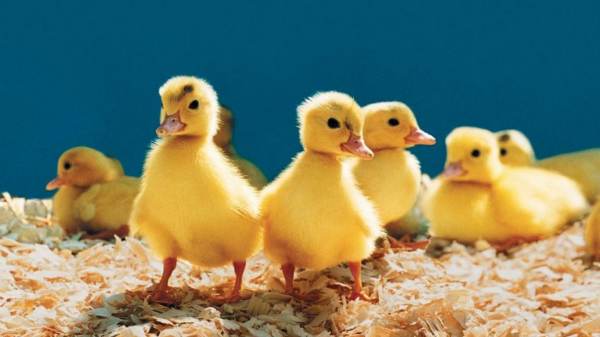 赶鸭子上架的意思是什么意思