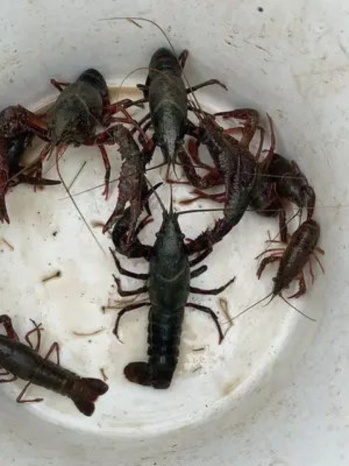 钓龙虾用什么诱饵，钓龙虾的方法和窍门