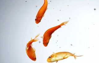 金鱼英语怎么读，金鱼英语单词