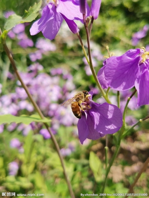 荆花胃康胶丸，荆花蜜的作用与功效