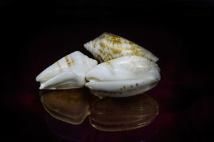 玉都村属于哪个省哪个市