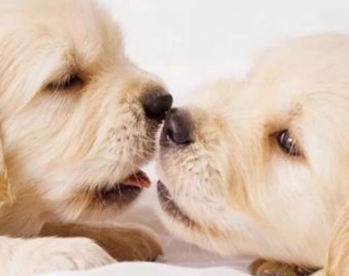 属猴和狗的属相合不合,属猴和属狗合不合