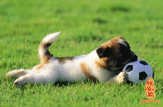 梦见狗说话还好像和我很亲切，梦见狗会说人话,还和狗对话