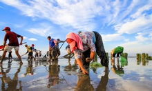 乡情作文，乡情作文1000字