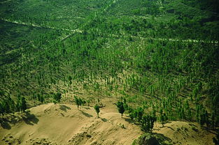 防护林是什么意思，防护林的主要作用