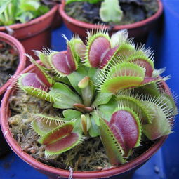 关于植物的作文400字:昆虫的地狱——捕蝇草