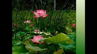 荷花颂歌词，荷花颂原唱