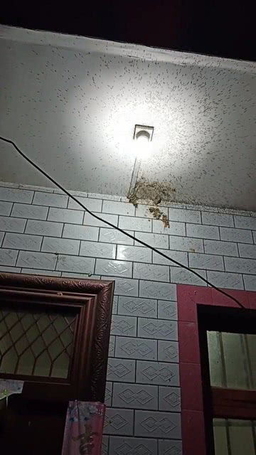 蝙蝠进屋十大预兆，蝙蝠吃蚊子吗图片