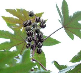 蓖水这个字怎么读?