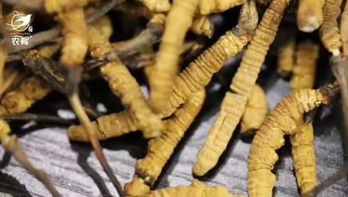 冬虫夏草断草怎么样?会不会没有用呢