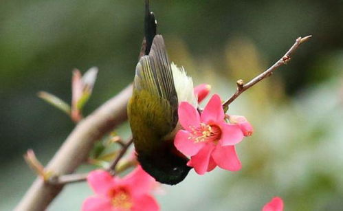 用鸟语花香造句一年级，用鸟语花香造句20字