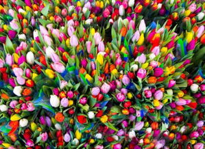 繁花似锦的近义词有哪些，繁花似锦的近义词语