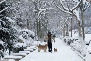 盼雪的美好诗句