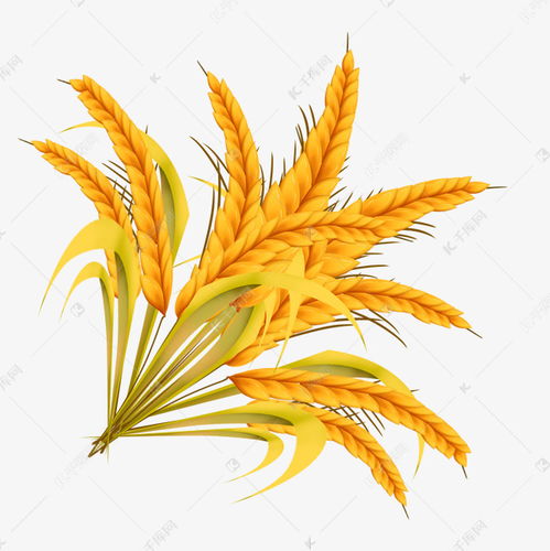 高粱的拼音怎么写，高粱的拼音是几声