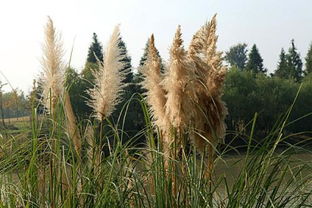 芦苇花的寓意和象征风水，芦苇花的寓意很有趣自尊自卑的爱