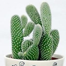 仙人掌的资料和特点