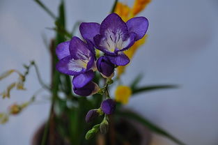 麦兰的养殖方法