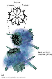 中心体存在于什么细胞部位，中心体存在于什么细胞作用